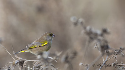 European Greenfinch - Carduelis chloris - Florya