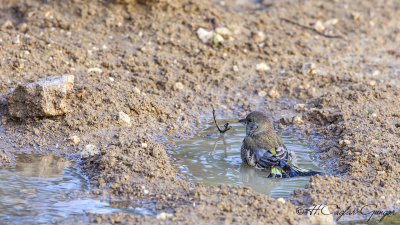 European Greenfinch - Carduelis chloris - Florya