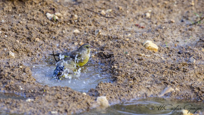 European Greenfinch - Carduelis chloris - Florya