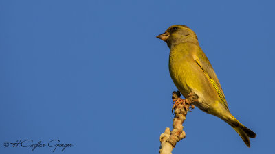 European Greenfinch - Carduelis chloris - Florya