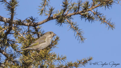 European Greenfinch - Carduelis chloris - Florya