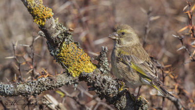 European Greenfinch - Carduelis chloris - Florya