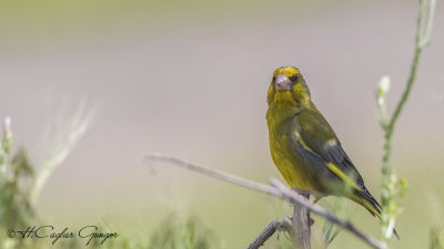 European Greenfinch - Carduelis chloris - Florya