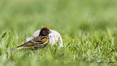 Red-fronted Serin - Serinus pusillus - Kara iskete