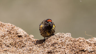 Red-fronted Serin - Serinus pusillus - Kara iskete