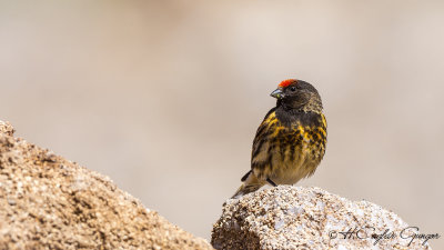 Red-fronted Serin - Serinus pusillus - Kara iskete