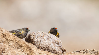 Red-fronted Serin - Serinus pusillus - Kara iskete