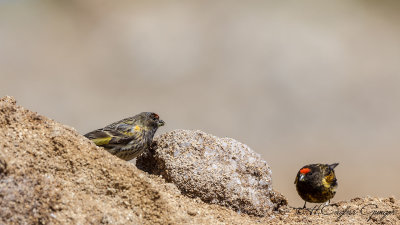 Red-fronted Serin - Serinus pusillus - Kara iskete