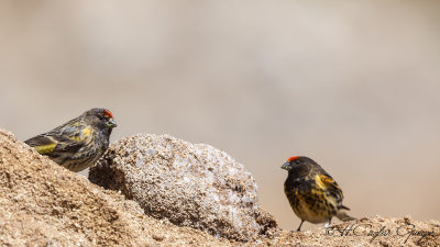 Red-fronted Serin - Serinus pusillus - Kara iskete