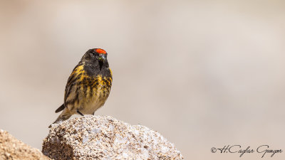 Red-fronted Serin - Serinus pusillus - Kara iskete