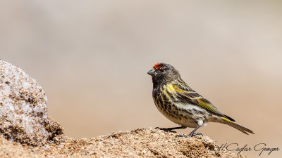Red-fronted Serin - Serinus pusillus - Kara iskete