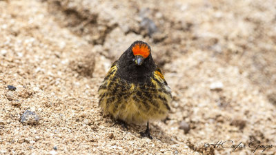 Red-fronted Serin - Serinus pusillus - Kara iskete