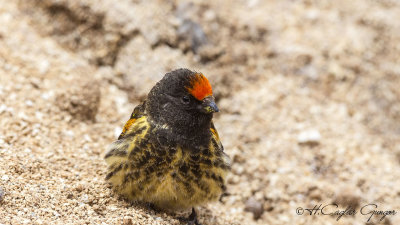 Red-fronted Serin - Serinus pusillus - Kara iskete