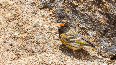 Red-fronted Serin - Serinus pusillus - Kara iskete