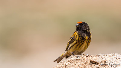 Red-fronted Serin - Serinus pusillus - Kara iskete