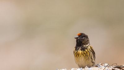 Red-fronted Serin - Serinus pusillus - Kara iskete