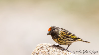 Red-fronted Serin - Serinus pusillus - Kara iskete