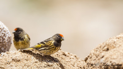 Red-fronted Serin - Serinus pusillus - Kara iskete