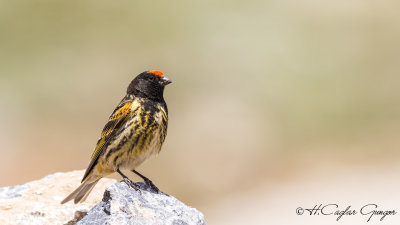 Red-fronted Serin - Serinus pusillus - Kara iskete