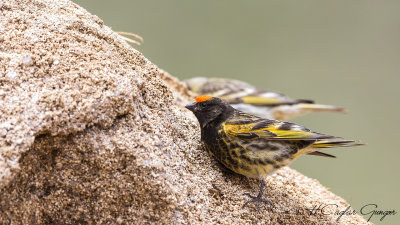 Red-fronted Serin - Serinus pusillus - Kara iskete