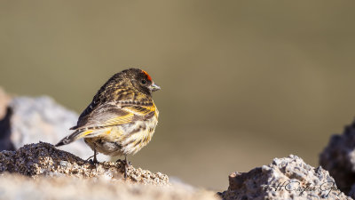 Red-fronted Serin - Serinus pusillus - Kara iskete