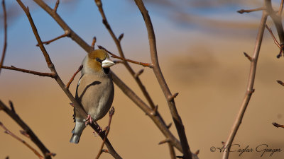 Hawfinch - Coccothraustes coccothraustes - Kocabaş