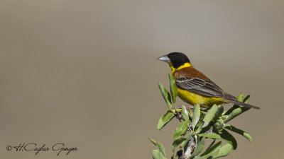 Black-headed Bunting - Emberiza melanocephala - Karabaşlı çinte