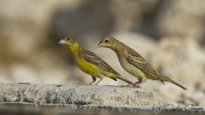 Black-headed Bunting - Emberiza melanocephala - Karabaşlı çinte