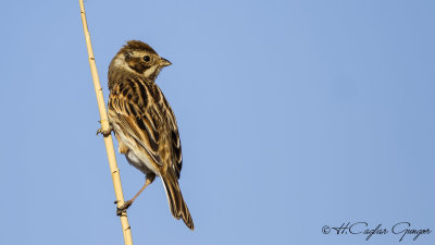 Common Reed Bunting - Emberiza schoeniclus - Bataklık kirazkuşu