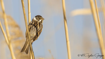 Common Reed Bunting - Emberiza schoeniclus - Bataklık kirazkuşu