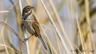 Common Reed Bunting - Emberiza schoeniclus - Bataklık kirazkuşu