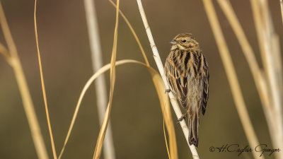 Common Reed Bunting - Emberiza schoeniclus - Bataklık kirazkuşu