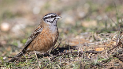 Rock Bunting - Emberiza cia - Kaya çintesi