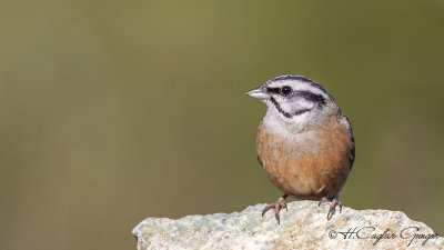 Rock Bunting - Emberiza cia - Kaya çintesi