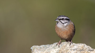 Rock Bunting - Emberiza cia - Kaya çintesi