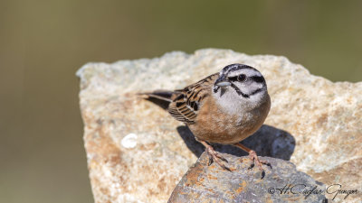 Rock Bunting - Emberiza cia - Kaya çintesi