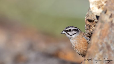 Rock Bunting - Emberiza cia - Kaya çintesi