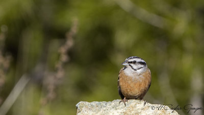 Rock Bunting - Emberiza cia - Kaya çintesi