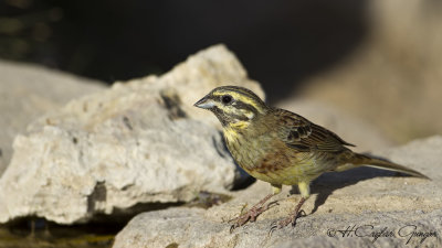 Cirl Bunting - Emberiza cirlus - Bahçe çintesi
