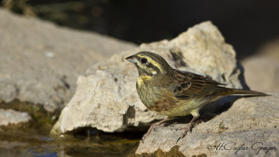 Cirl Bunting - Emberiza cirlus - Bahçe çintesi