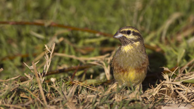 Cirl Bunting - Emberiza cirlus - Bahçe çintesi