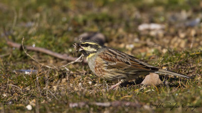 Cirl Bunting - Emberiza cirlus - Bahçe çintesi