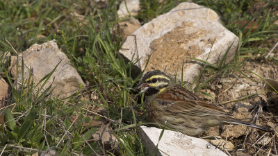 Cirl Bunting - Emberiza cirlus - Bahçe çintesi