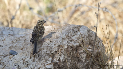 Cirl Bunting - Emberiza cirlus - Bahçe çintesi