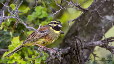 Cirl Bunting - Emberiza cirlus - Bahçe çintesi