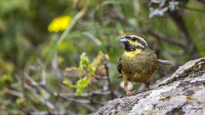 Cirl Bunting - Emberiza cirlus - Bahçe çintesi