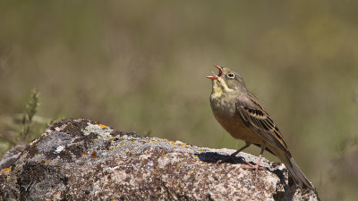 Ortolan Bunting - Emberiza hortulana - Kirazkuşu