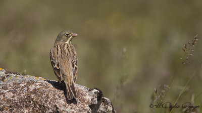 Ortolan Bunting - Emberiza hortulana - Kirazkuşu