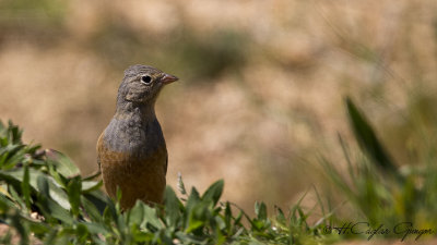 Ortolan Bunting - Emberiza hortulana - Kirazkuşu