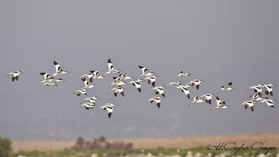 Pied Avocet - Recurvirostra avosetta - Kılıçgaga